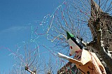 carnaval_2008_018.jpg